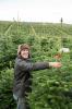 Waitrose prodaje divovske božićne drvce od 9 ft na vrijeme za najprometniji dan prodaje stabala
