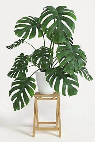 Monstera Deliciosa, 3 galona