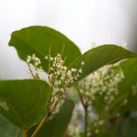 japanski dresovi cvjetovi japanskog dresnika fallopia japonica, invazivne biljne vrste u Europi