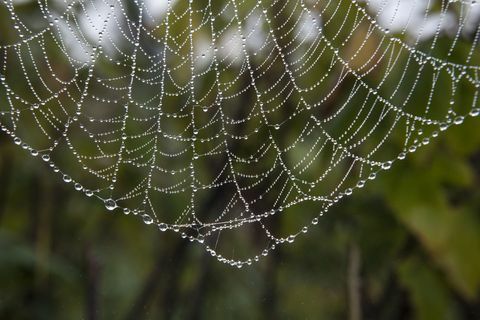 Paukove mreže prekrivene kapljicama rose na parceli ili vrtu na ranom jutarnjem suncu.