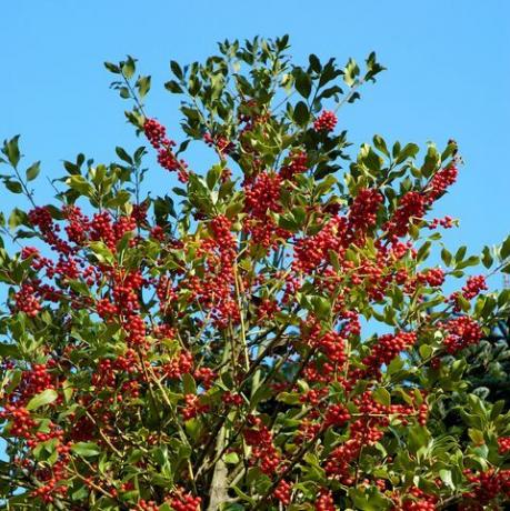 ilex aquifolium božikovina ili europska božikovina