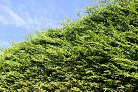 Visok Lejlandski čempres / Cupressus Leylandii živica u vrtu