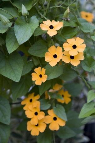 narančasta thunbergia cvijeće i lišće