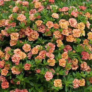 Calibrachoa 'Can-can Double Apricot (Can-can Series)'