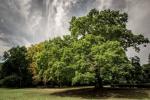 Gilwell Oak u Eppingu proglašen je britanskim stablom godine