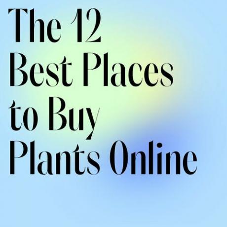 12 izvrsnih mjesta za kupnju omiljenih biljaka putem interneta