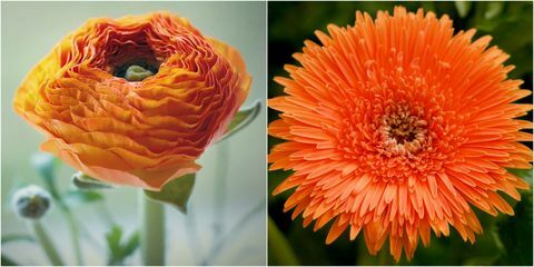 Cvjetovi naranče: Naranča Ranunculus i Narančasta Gerbera
