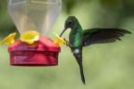 Kako privući hummingbirds
