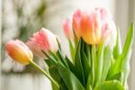 Kako zaustaviti puštanje tulipana