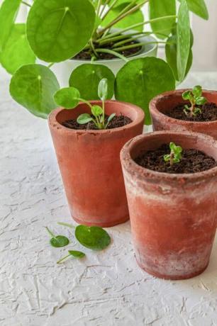 pilea peperomioides trenutno je vrlo popularna biljka i neosporna kraljica na društvenim mrežama poznata i kao misionarska biljka, biljka palačinki ili kineska biljka novca