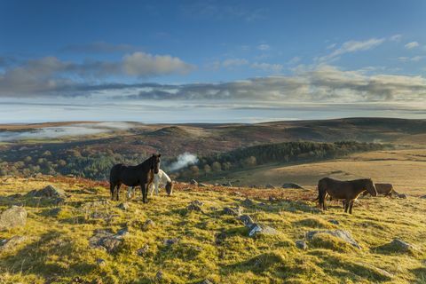 Dartmoor poni
