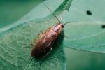 8 uobičajenih štetočina pronađeno u britanskim domovima tijekom proljeća i ljeta