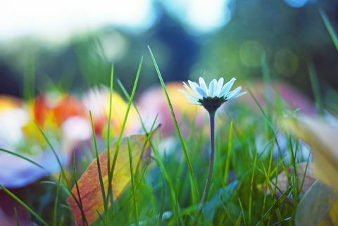 Daisy na jesenskoj livadi