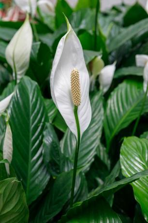 Zreli bijeli spathiphyllum