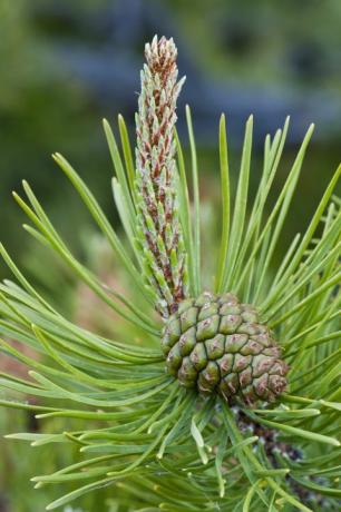 Bor lopoč (Pinus contorta) s nezrelim sjemenskim konusom