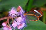 Leptiri za staklo imaju prozirna krila koja nalikuju staklenim prozorima