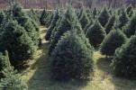 Zašto još uvijek sječemo božićna drvca?