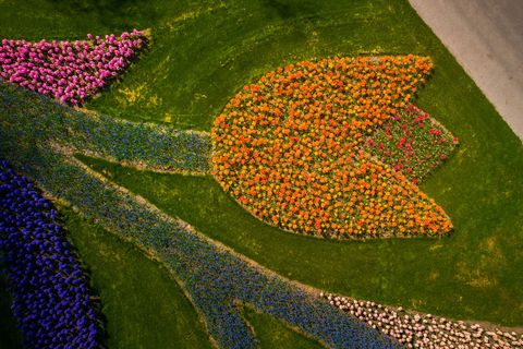 zračni snimak tulipana koji je u obliku tulipana