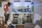 Kućni akvarij: akvarij je zapravo živa umjetnost za vaš dom - evo kako ga držati