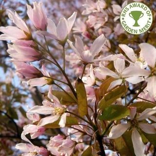 Amelanchier x grandiflora Drvo 'Robin Hill'